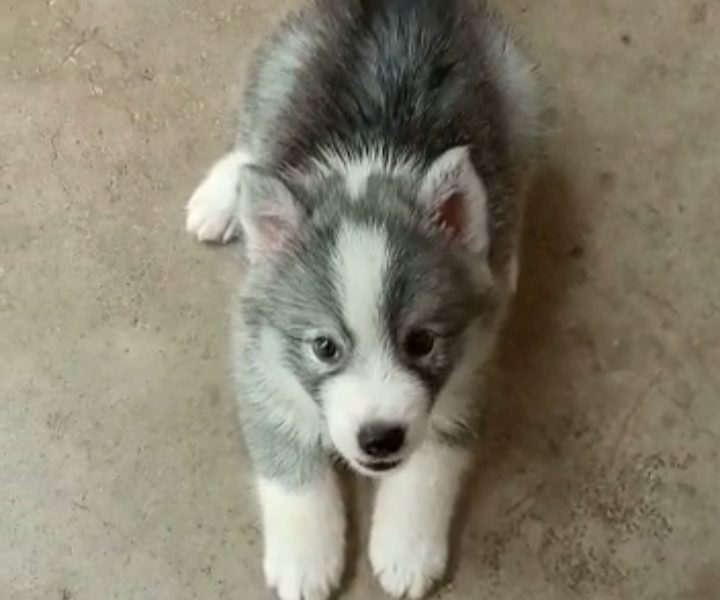 Husky