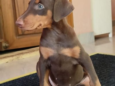 Doberman