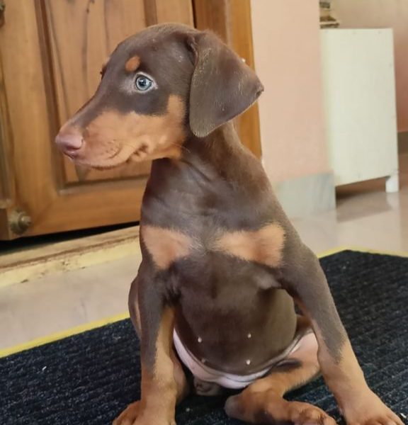 Doberman