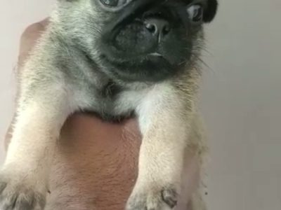 Pug