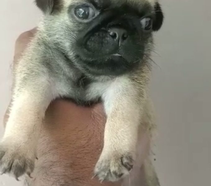 Pug