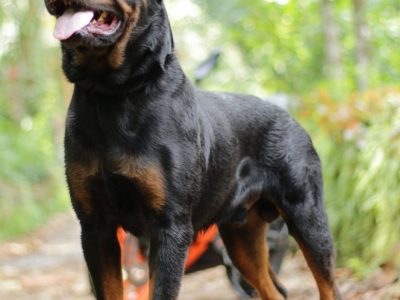 Rottweiler