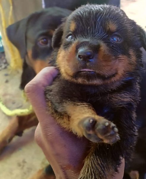 Rottweiler