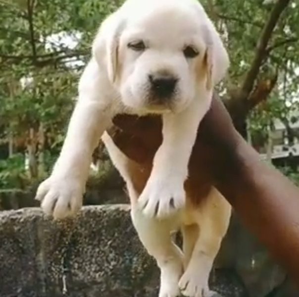 Labrador