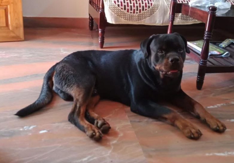 Rottweiler