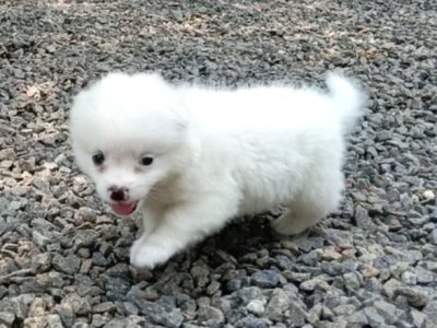 Minipom