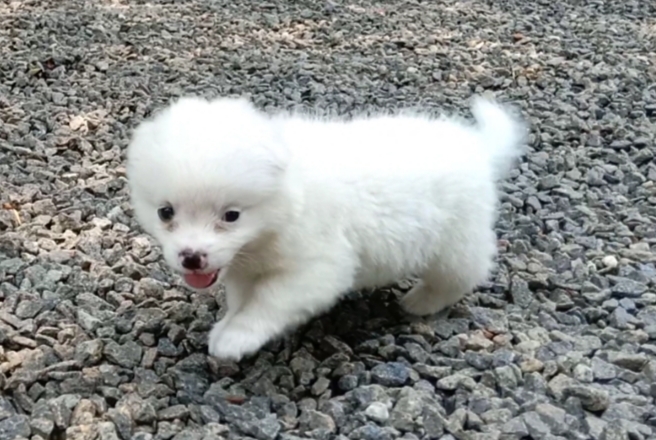 Minipom