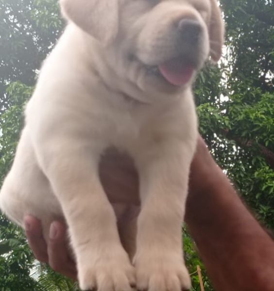 Labrador