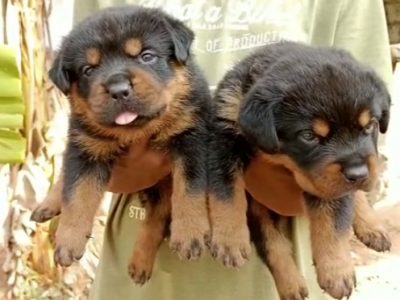 Rottweiler