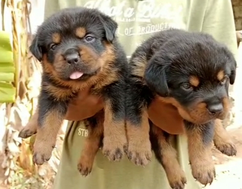 Rottweiler