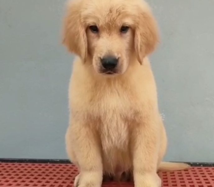 Golden Retriever