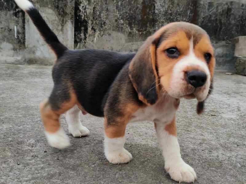 Beagle