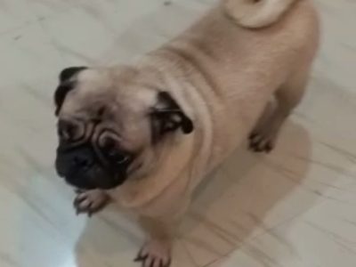 Pug