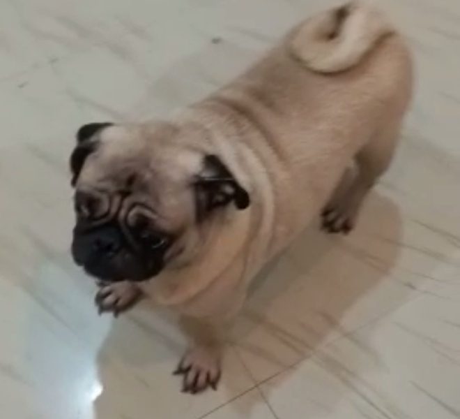 Pug