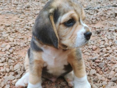 Beagle