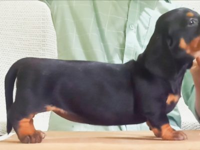 Dachshund