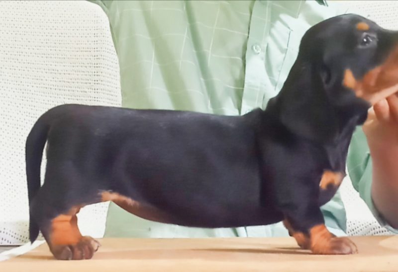 Dachshund