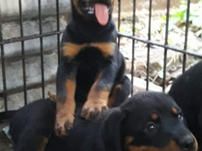 Rottweiler