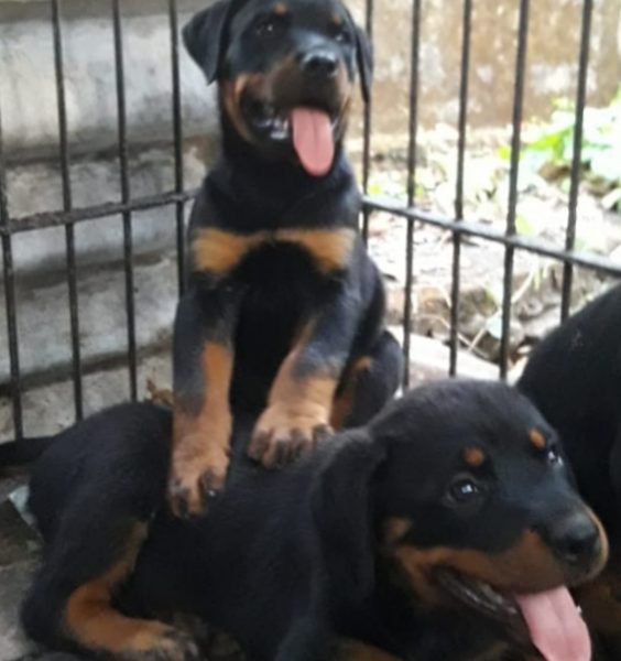 Rottweiler