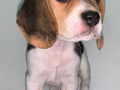 Beagle