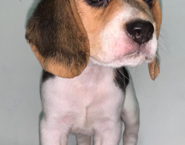 Beagle