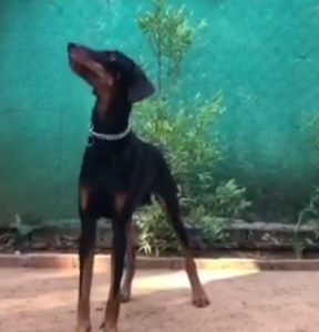 Doberman