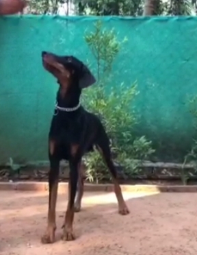 Doberman