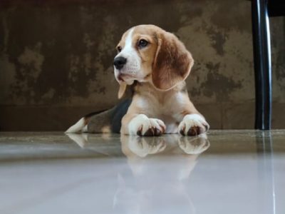 Beagle