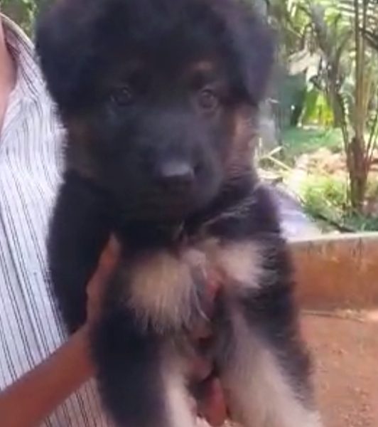 German shepherd