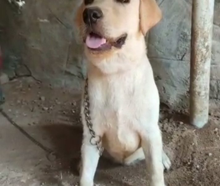 Labrador