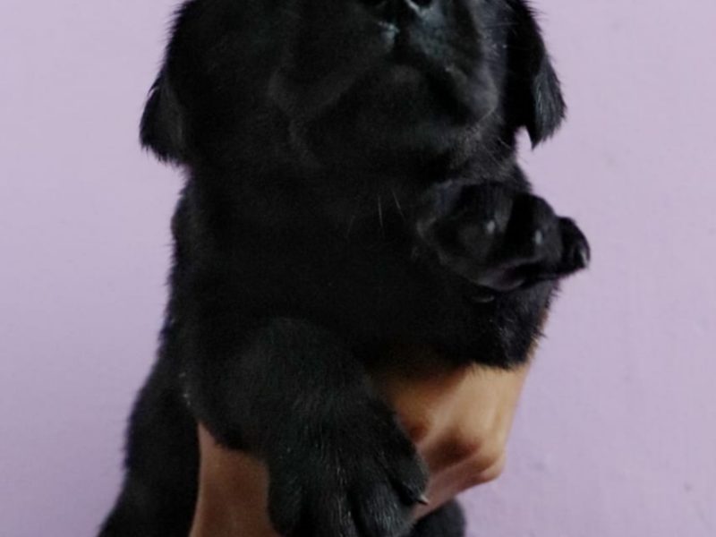 Labrador