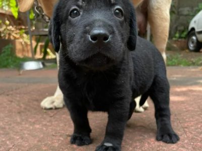 Labrador