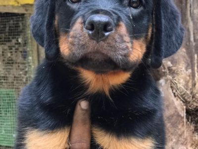 Rottweiler