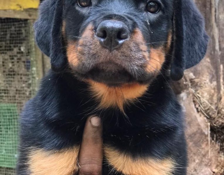 Rottweiler