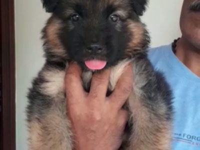 German shepherd