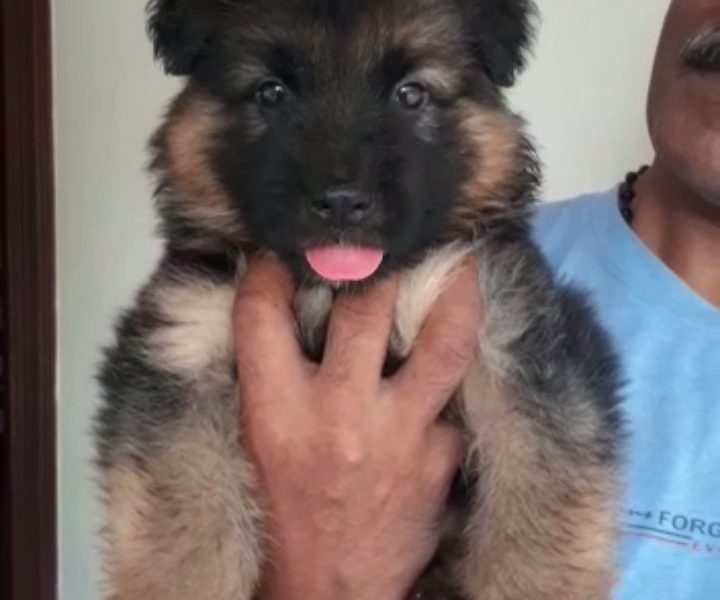 German shepherd