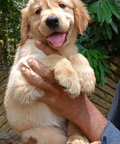 Golden Retriever