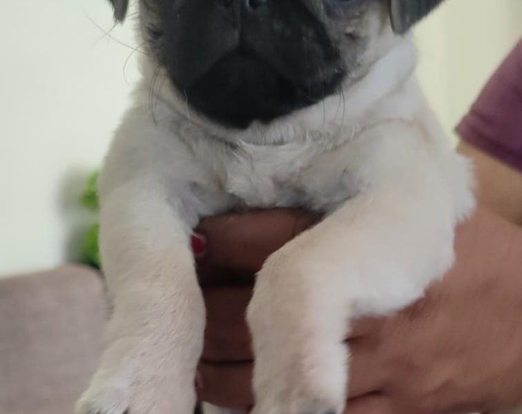 Pug