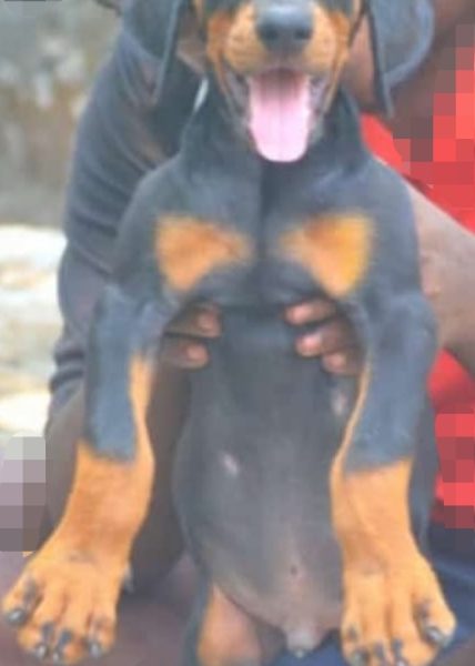 Doberman