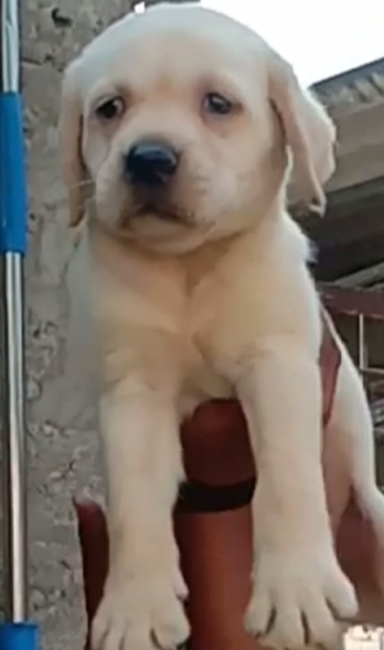 Labrador