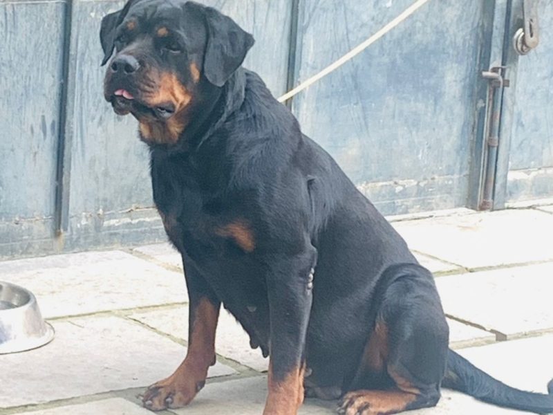 Rottweiler