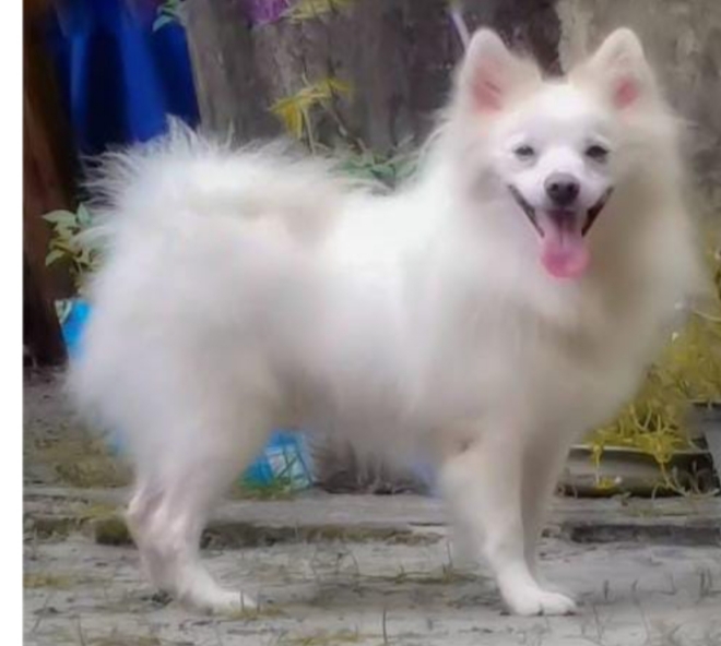 Pomeranian