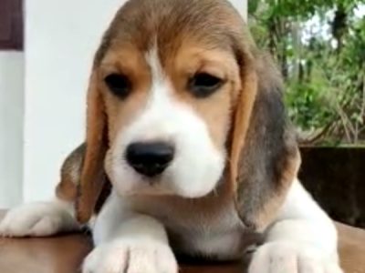 Beagle