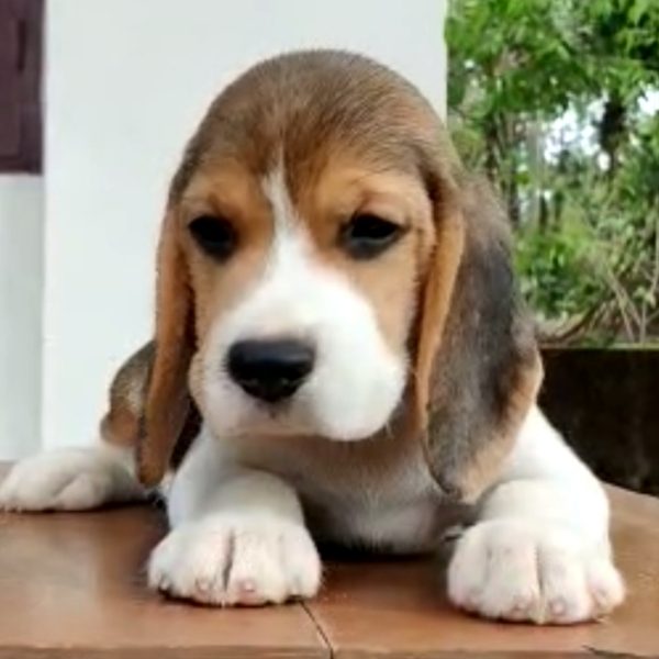 Beagle