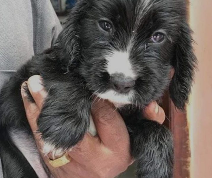 Cocker spaniel