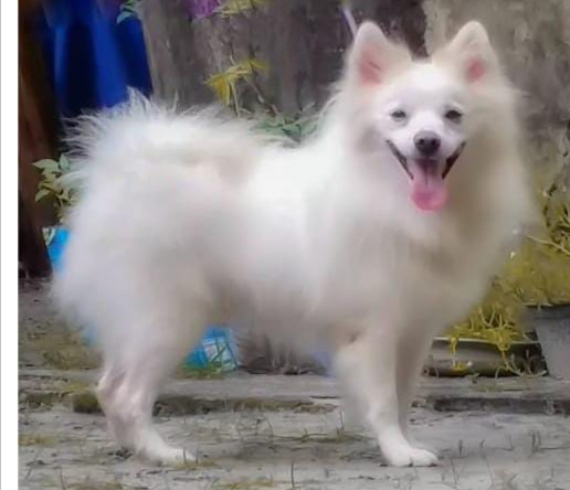 Pomeranian