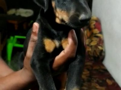 Doberman