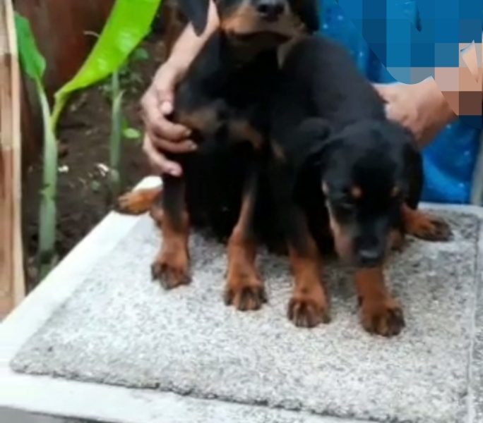 Rottweiler