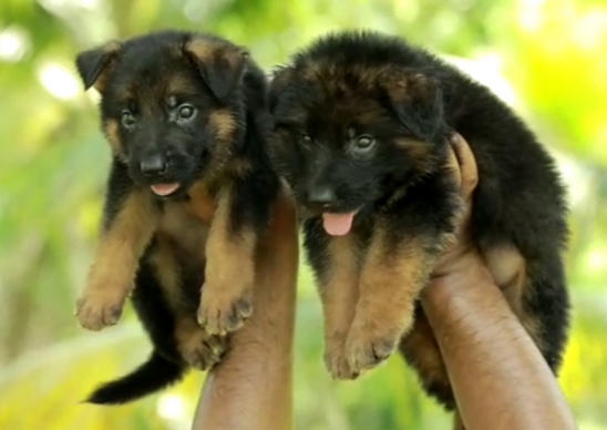 German shepherd