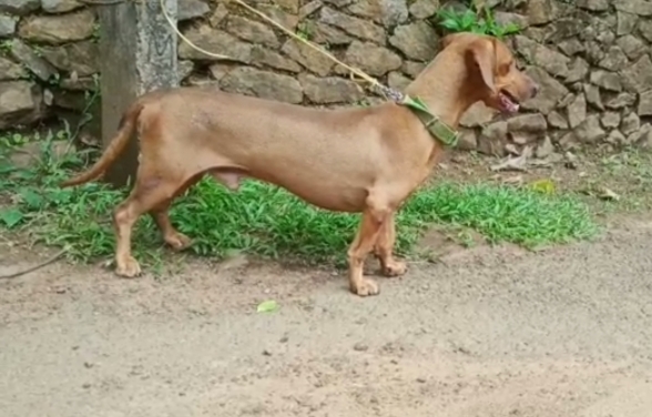 Dachshund